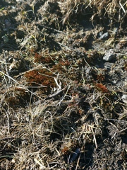 Imbribryum alpinum