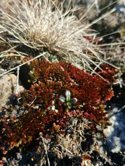 Imbribryum alpinum