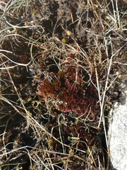 Imbribryum alpinum