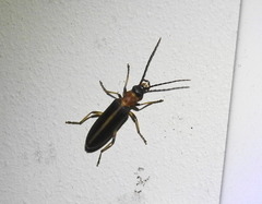 Oxycopis mimetica