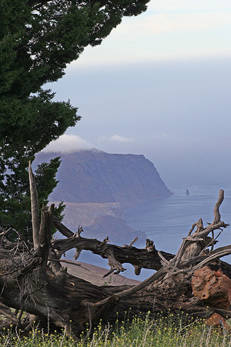 Guadalupe cypress