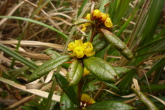 Berberis nantoensis