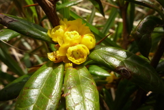 Berberis nantoensis