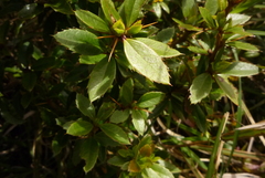 Berberis nantoensis