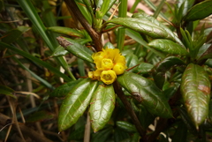 Berberis nantoensis