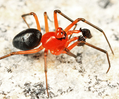 Hypselistes florens bulbiceps