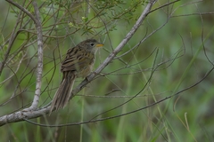 Emberizoides herbicola