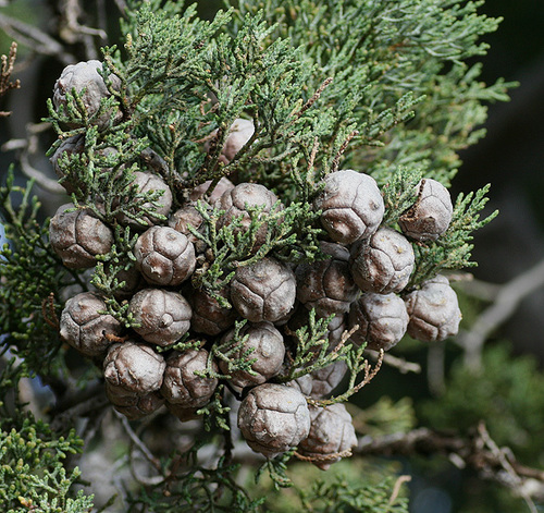 Guadalupe cypress