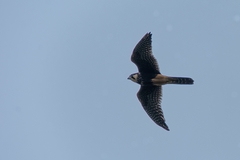 Falco femoralis