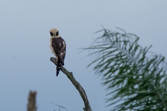 Herpetotheres cachinnans