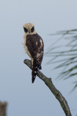 Herpetotheres cachinnans