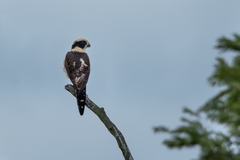 Herpetotheres cachinnans