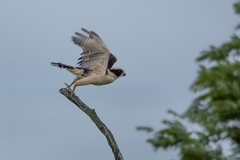 Herpetotheres cachinnans