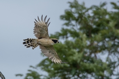 Herpetotheres cachinnans