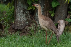 Cariama cristata