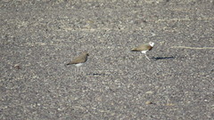 Charadrius asiaticus