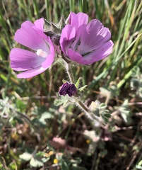 Sidalcea keckii