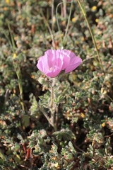 Sidalcea keckii