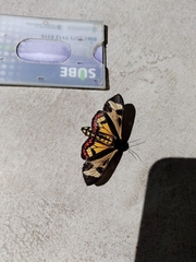 Dysschema centenaria