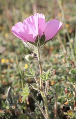 Sidalcea keckii