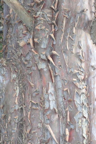 Guadalupe cypress