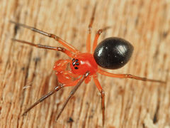Hypselistes florens bulbiceps