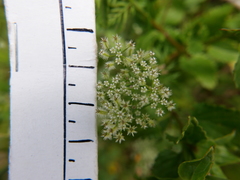 Torilis tenella