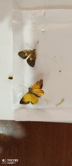Heterusia