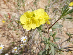 Helianthemum stipulatum