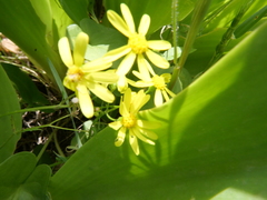 Senecio glaucus