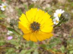 Asteraceae