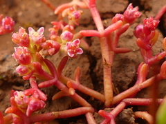 Crassula vaillantii