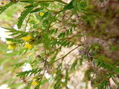 Hippocrepis multisiliquosa