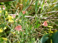Lathyrus marmoratus