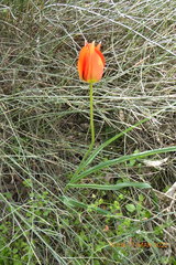 Tulipa agenensis