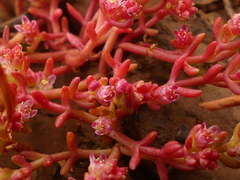 Crassula vaillantii
