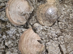 Utterbackiana suborbiculata