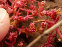 Crassula vaillantii