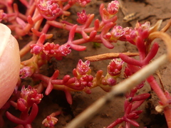 Crassula vaillantii