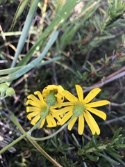 Senecio californicus