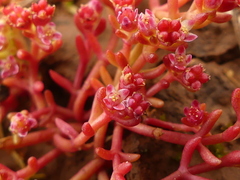Crassula vaillantii
