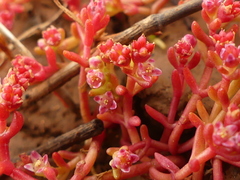 Crassula vaillantii