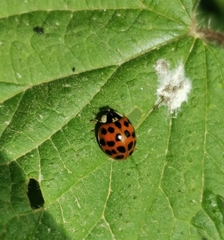 Harmonia axyridis