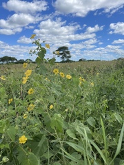 Abutilon mauritianum