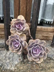 Echeveria gibbiflora × potosina