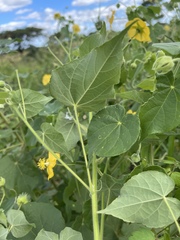 Abutilon mauritianum