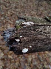 Truncospora wisconsinensis
