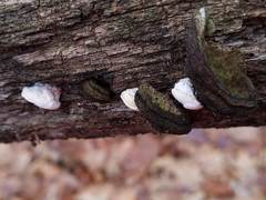 Truncospora wisconsinensis