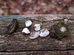 Truncospora wisconsinensis