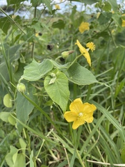 Abutilon mauritianum